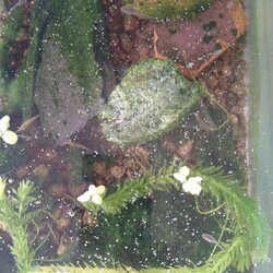 「メダカ日記㉓」サムネイル2