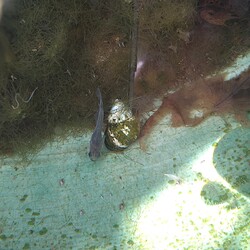 「メダカ日記㉓」サムネイル3