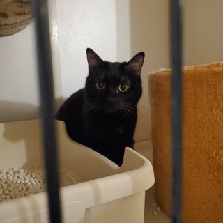 まん丸お目目のくろす♀️