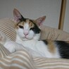 スタイル抜群　猫が大好きで活発なりんごちゃん サムネイル7
