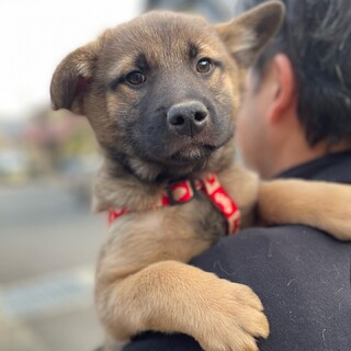 【募集一旦停止】べぇやん（バベシアキャリア）