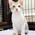 【募集一旦停止中】れんが君 4ヶ月くらい