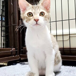 【募集一旦停止中】れんが君 4ヶ月くらい