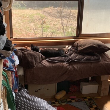 余生を送る老人のような子猫…