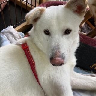 「トントン」男の子