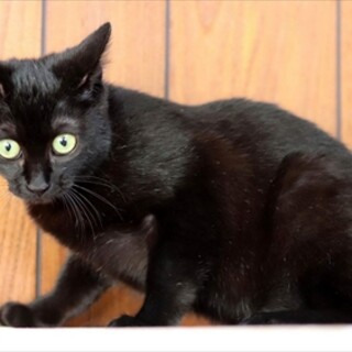 黒仔猫のウミちゃん　里親様募集♡