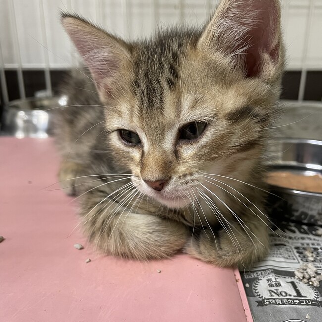 米ちゃんママのカバー写真