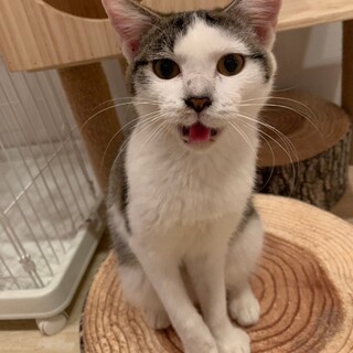 キジ白 甘えん坊なナンバくん