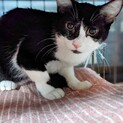 白黒猫のみなみちゃんトライアル決定