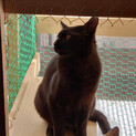 イケメンな黒猫くん 7ヶ月
