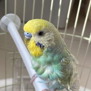 ありがとうございました。