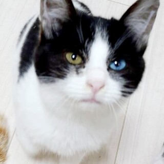 トライアル決定！鉢割れオッドアイみこと♂1.7キロ