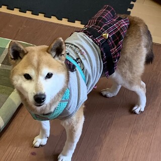 お茶目な柴の女の子