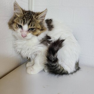 トライアル決定！ふわふわ半長毛ことは♂1.8キロ