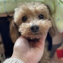 ちょっとお茶目な女の子、ミリヤちゃん！