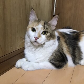 ノルウェージャン 女の子