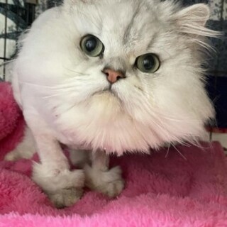 ペルシャの小鉄くん