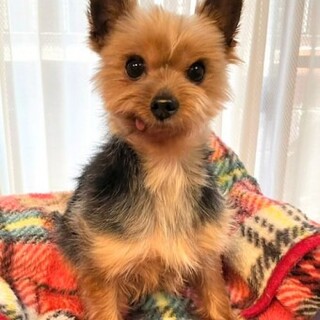 ヨークシャテリアのジャンくん
