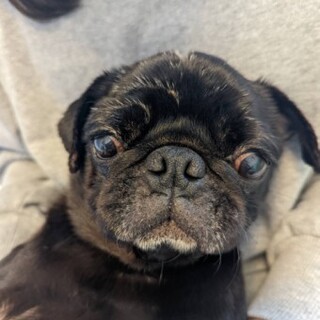 パグのハルコちゃん