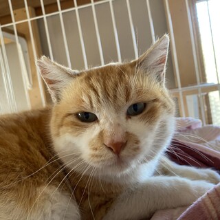 ふてニャン似の丸顔甘えん坊♬こたろう君