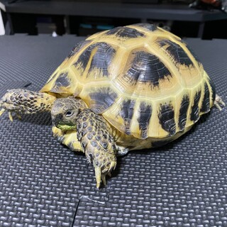 ホルスフィールドリクガメ(ロシア・ヨツユビ)