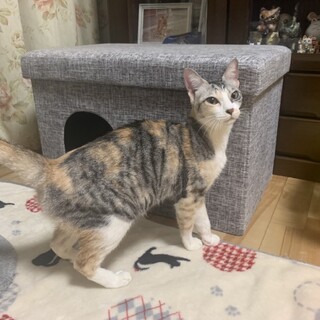 ありがとうございました★美猫の寧々ちゃん