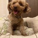 人が大好き！健気なハスちゃん
