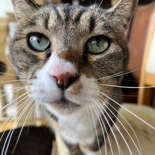 ありがとうございました★スラリとしたモヒートくん