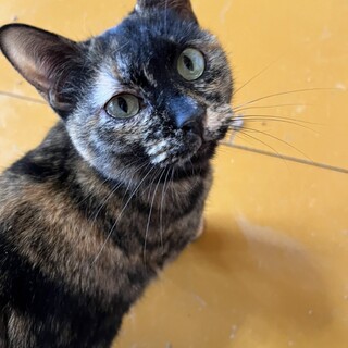 あまちゃんなサビ猫　都ちゃん