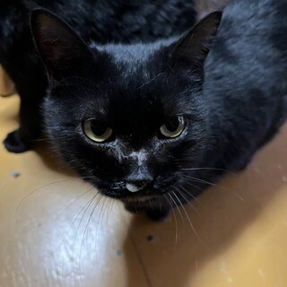 ありがとうございました★コロンと可愛いちゅらちゃん