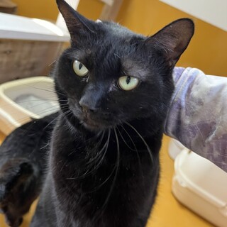 ありがとうございました★黒猫　オレオちゃん