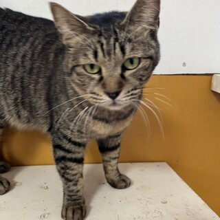 穏やかな　もみじちゃん