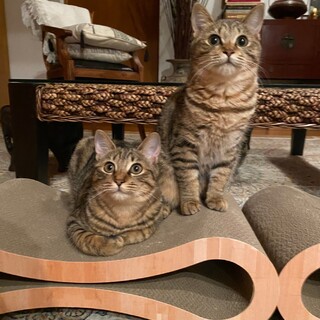 まんまるふわふわ姉妹いりこちゃんとちぢみちゃん