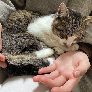 雑種？1歳ほどのとても甘えん坊なオス猫です