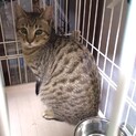 【一時停止】かわいい顔立ちのキジトラ★オス