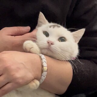 抱っこが大好きな可愛い白猫の幸ちゃん！