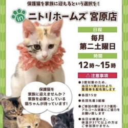 保護猫譲渡会inニトリホームズ宮原店
