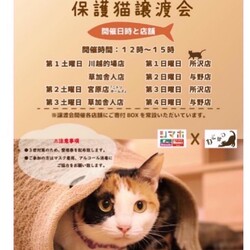 保護猫譲渡会inニトリホームズ宮原店 サムネイル3