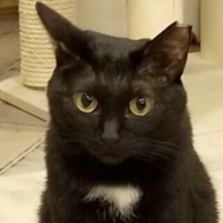 人見知りだけどおもちゃ大好きな黒猫『クロッキー』