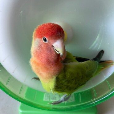 回し車が大好きで、いつも走って遊んでいます。