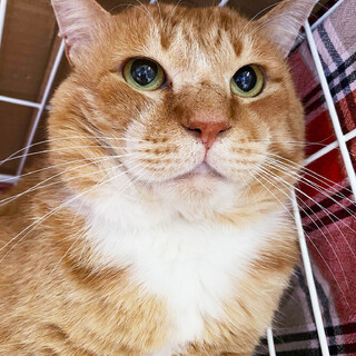 おっとりな「がんもくん」