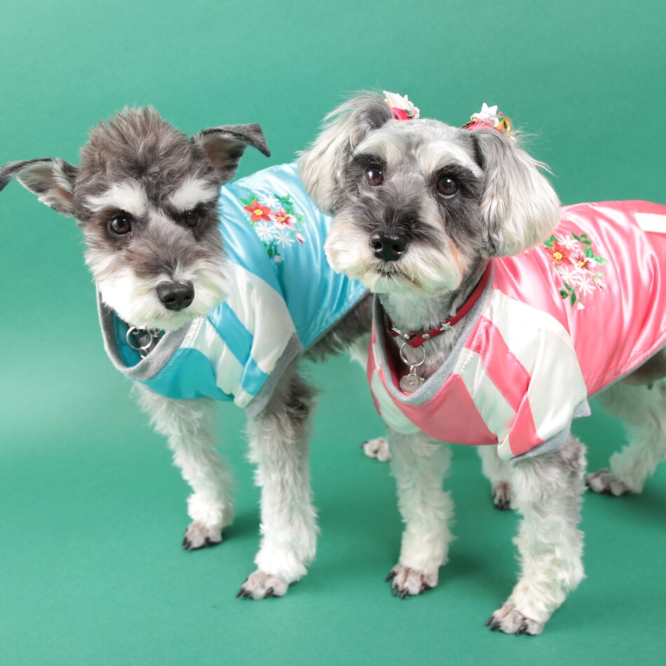 ダンケのカバー写真