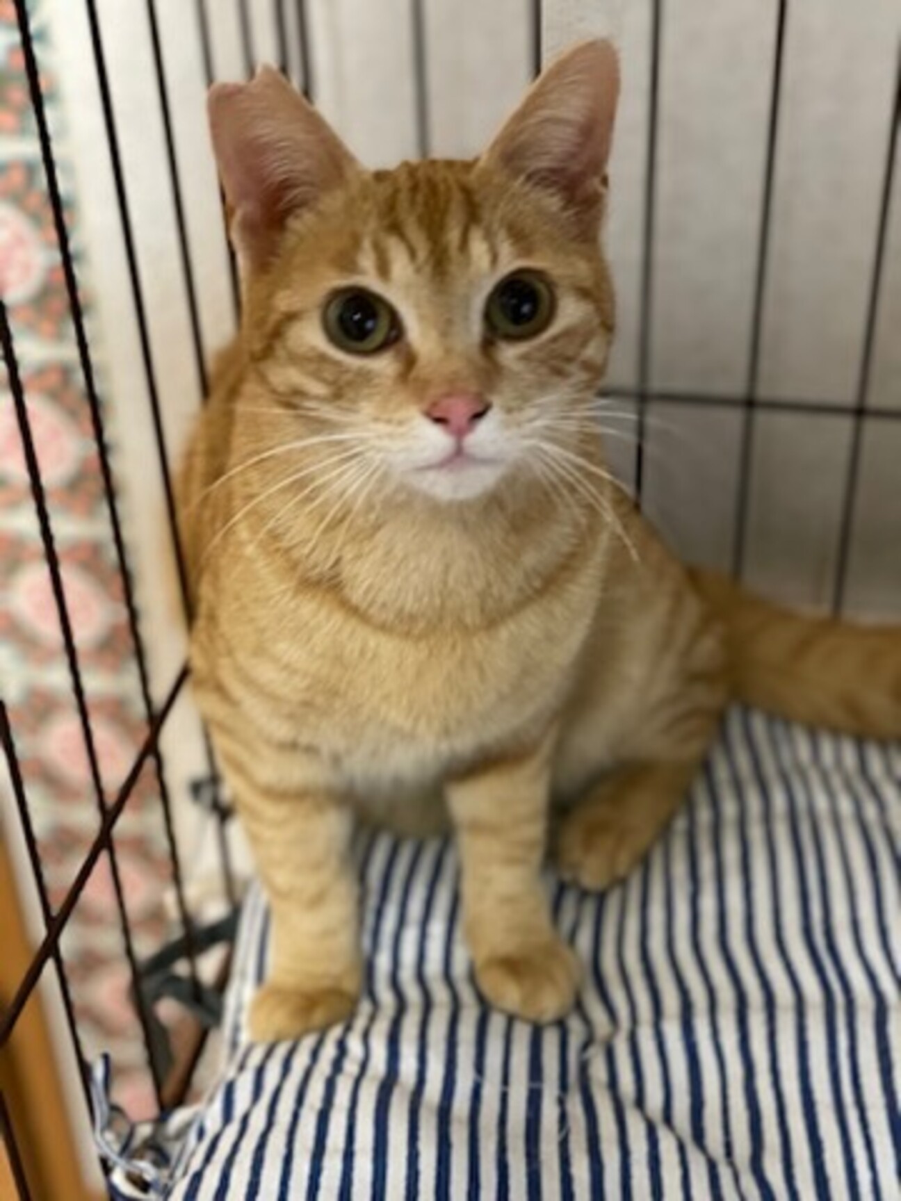 小顔の茶トラ憶病だけど遊 千葉県 猫の里親募集 ペットのおうち 月間利用者150万人