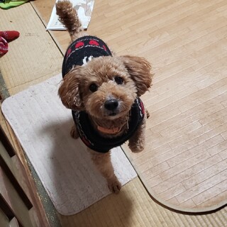 大切に飼っていただける里親さん募集