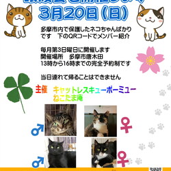 保護猫譲渡会　多摩市