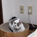 子猫を保護！！今は元気です！