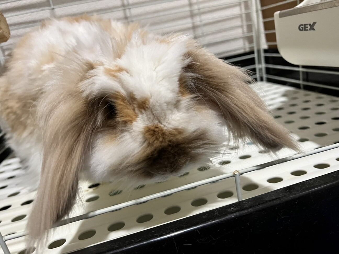 アメリカンファジーロップ 兵庫県 小動物の里親募集 ペットのおうち 月間利用者150万人