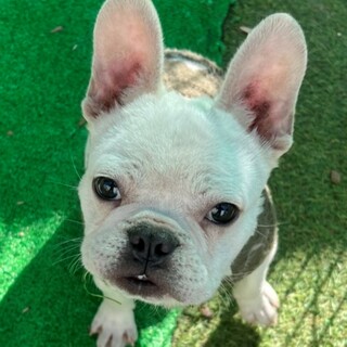 ♥ケンタくん♥元気いっぱいフレブルの男の子