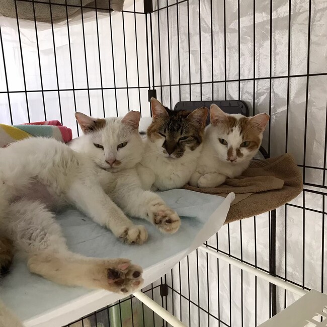 にゃんサポあきる野のカバー写真