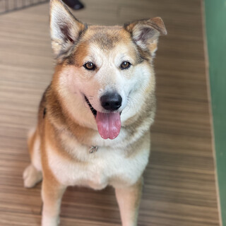 2015年生 MIX犬ボンゴくん♡甘えん坊な男子